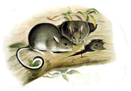 Ilustração do Rato Coelho de Pé Branco