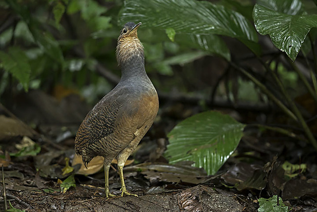 Jaó-do-sul na Natureza