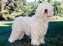 Komondor Branco