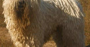 Komondor: Características e Temperamento