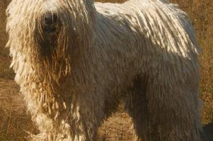 Komondor Visto de Perto