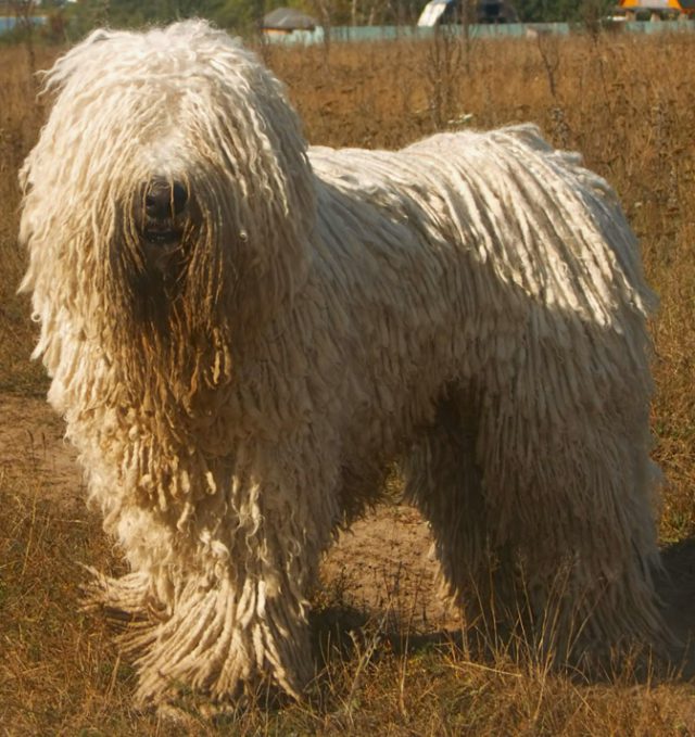 Komondor Visto de Perto 