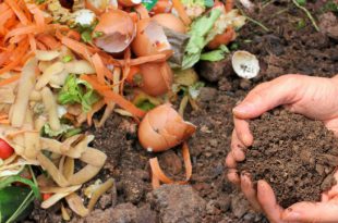 Lixo Orgânico e Compostagem