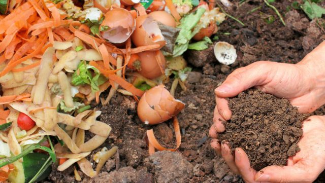 Lixo Orgânico e Compostagem