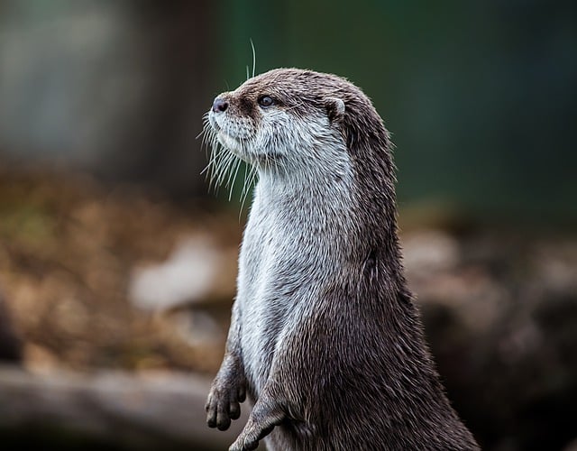 Lontra na Natureza