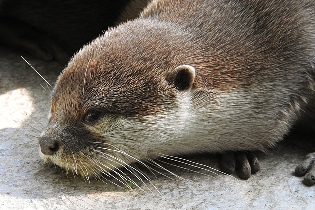 Lontra na Natureza