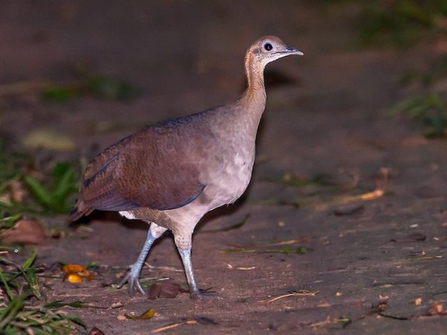 Macuco na Floresta a Noite