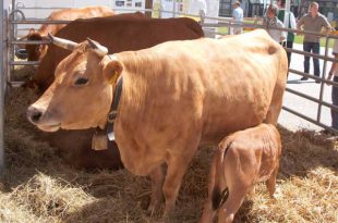 Murnau-Werdenfels em Feira Agro