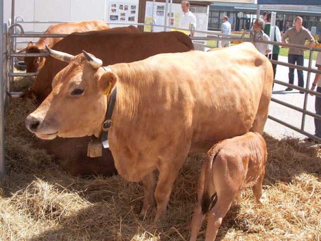 Murnau-Werdenfels em Feira Agro