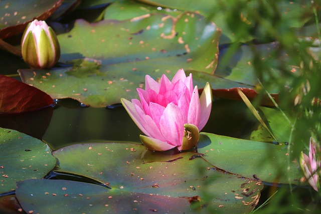 Ninfeia Rosa no Lago