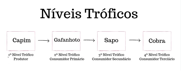 Níveis Tróficos 