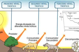 Nível Trófico