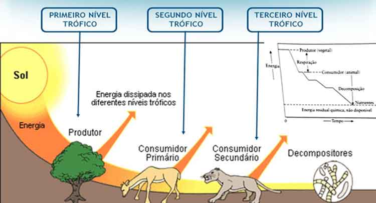 Nível Trófico 