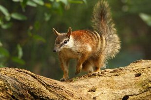 Numbat no Tronco de Árvore