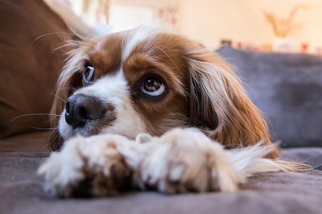 Olhar do Cavalier King Charles