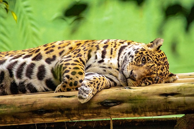 Onça-Pintada na América do Sul