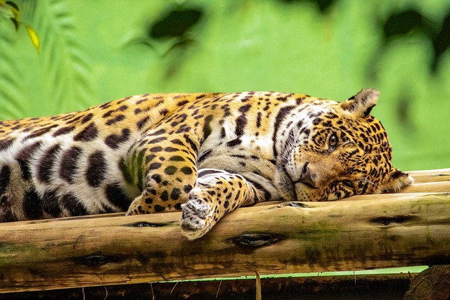 Onça Pintada Descansando