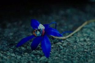 Orquidea Fantasma Azul