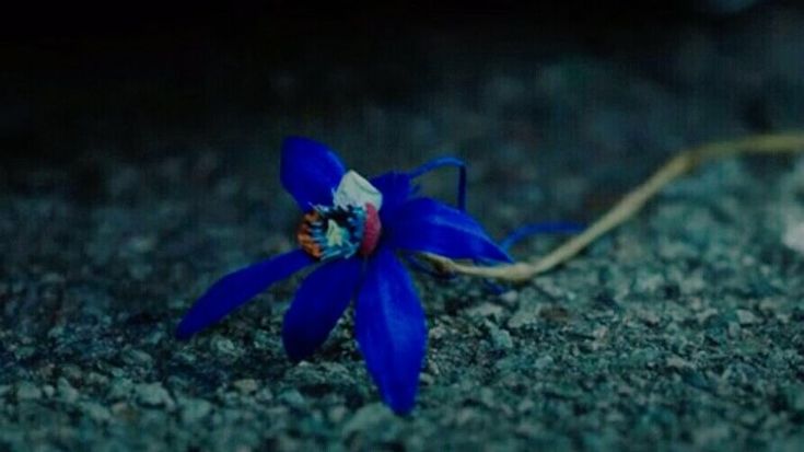 Orquidea Fantasma Azul