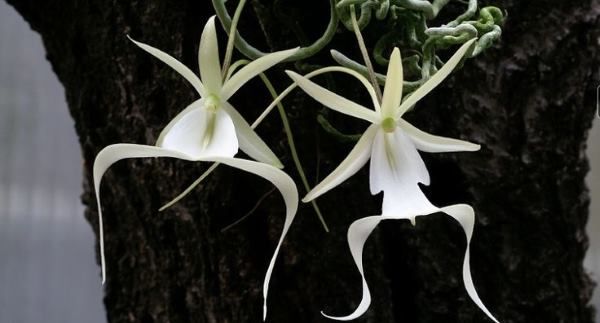 Orquidea Fantasma Branca