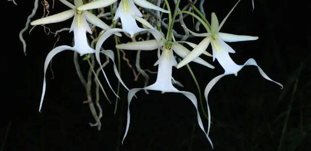 Orquidea Fantasma Rara