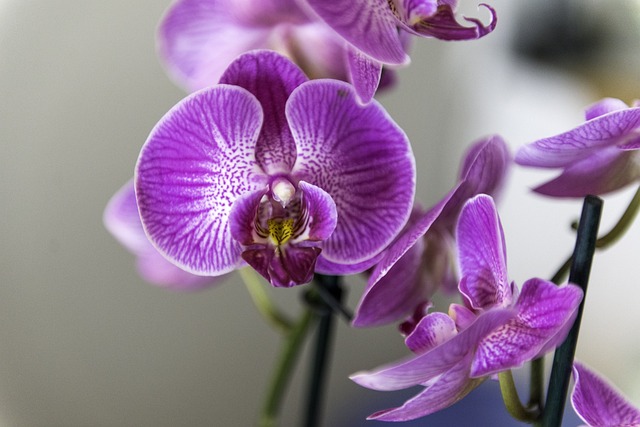 Soluções para Pragas em Orquídeas
