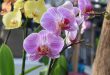 Orquídeas: Desmistificando Crenças Comuns