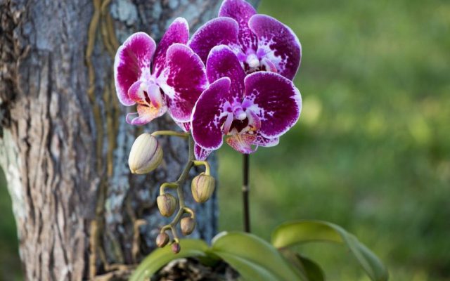 Orquidea na Natureza