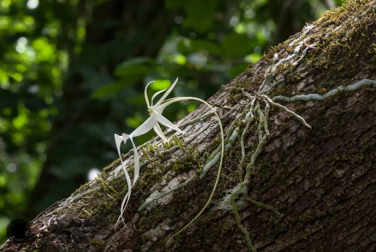 Orquídeas Fantasma Sob Tronco de Árvore