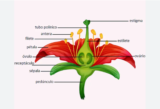 Partes da Flor 