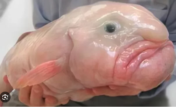 Peixe Bolha Nas Mãos do Homem