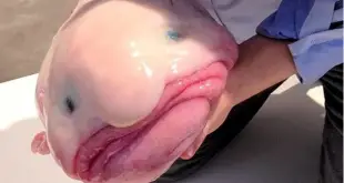 Peixe Bolha na Mão do Homem