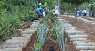 Pessoas Criando Agrofloresta