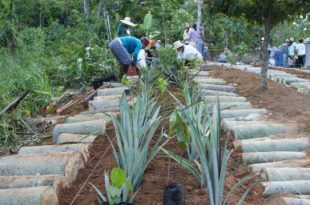 Pessoas Criando Agrofloresta