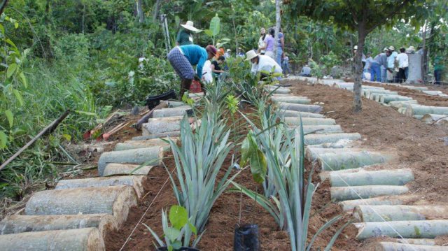 Pessoas Criando Agrofloresta