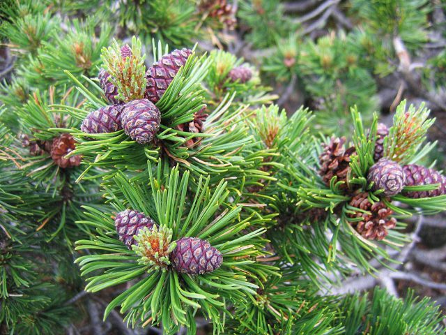 Pinheiro Anão na Natureza