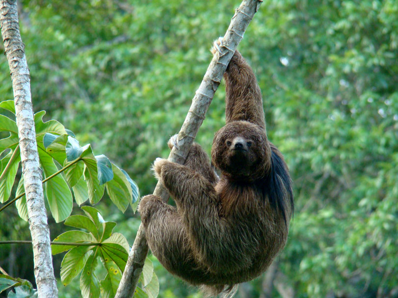 Habitat da Preguiça-de-Coleira