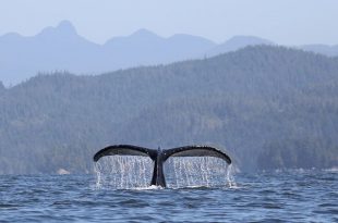 Rabo da Baleia Jubarte