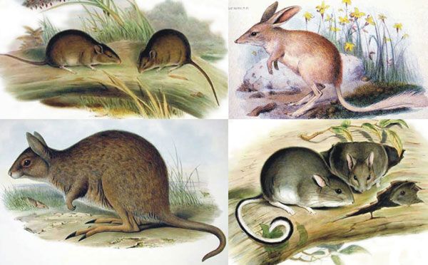 Rato-Coelho-do-Pé-Branco: Alimentação