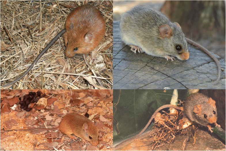 Rato-do-Mato-Ferrugíneo