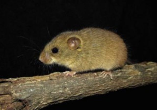 Onde Vive o Rato-do-Mato-Laranja?