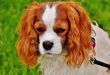 Cavalier King Charles: Alimentação Ideal