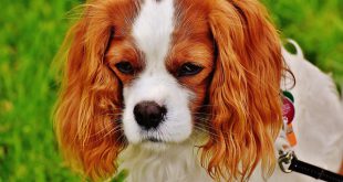 Rosto do Cavalier King Charles