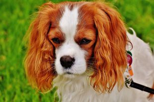 Rosto do Cavalier King Charles