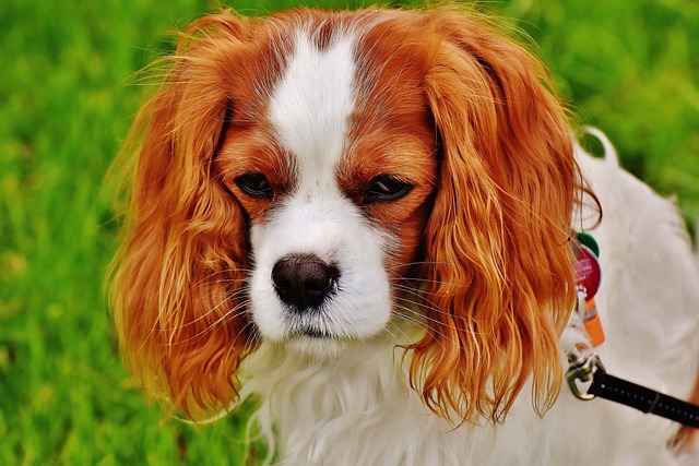 Rosto do Cavalier King Charles