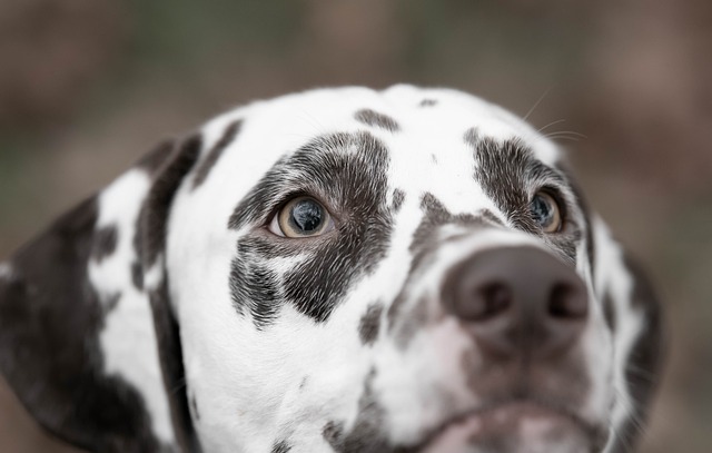 Rosto do Dalmata