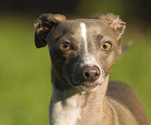 Rosto do Greyhound Italiano