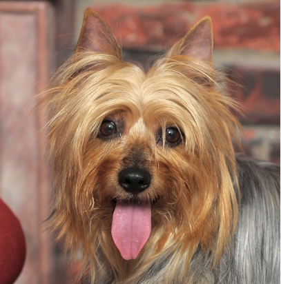 Rosto do Silky Terrier