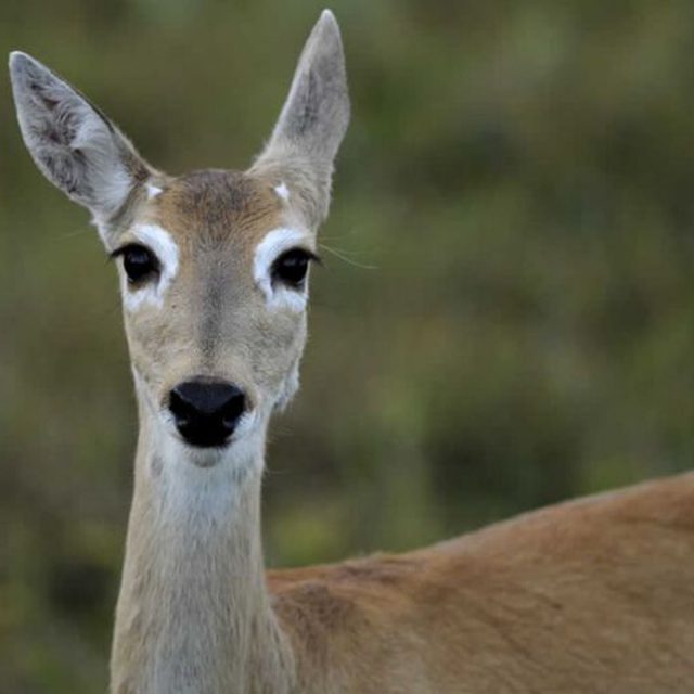 Rosto do Veado-Campeiro