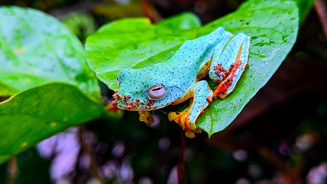 Sapo Colorido na Natureza